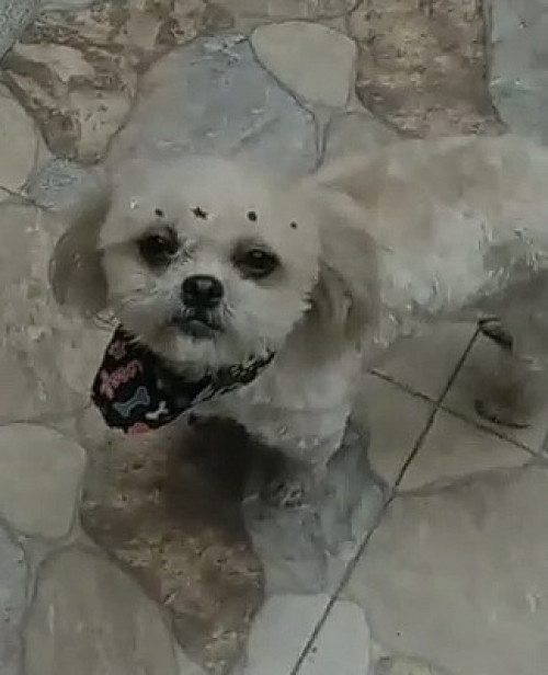Lupita