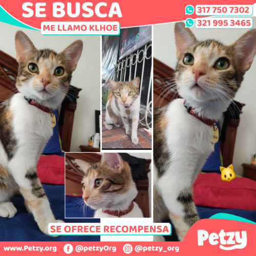 Foto de mascota Klhoe