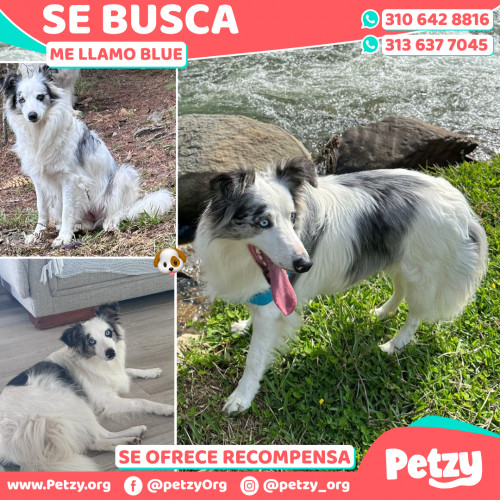 Foto de mascota Blue