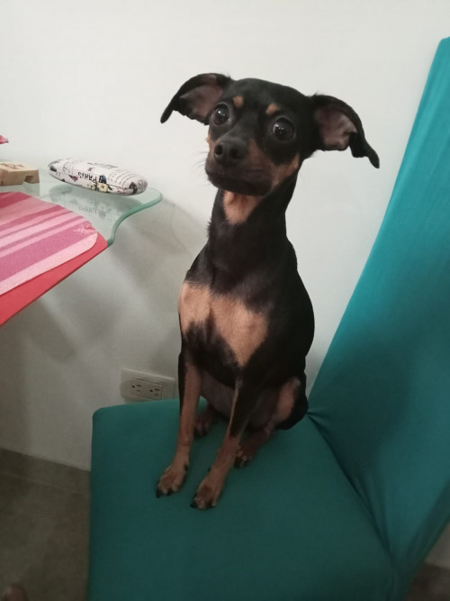 Chiqui