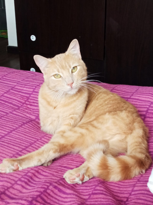 Simba