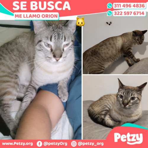 Foto de mascota Orion