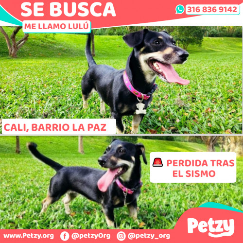 Lulú