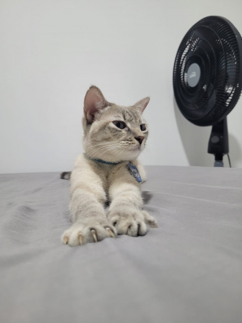 Noa