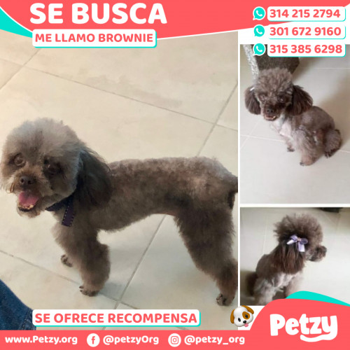 Foto de mascota Brownie