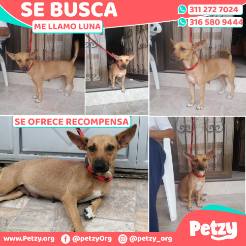 Foto de mascota Luna