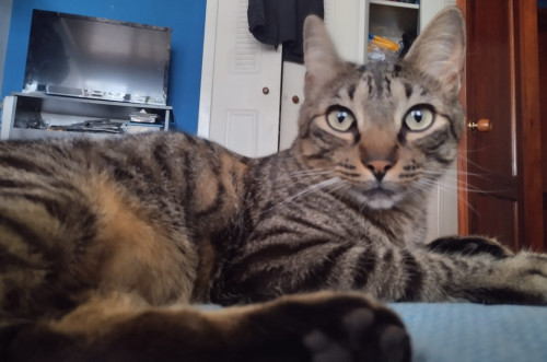 Bowie