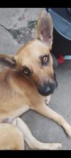 Foto de Hachiko en Cúcuta Norte de Santander #1