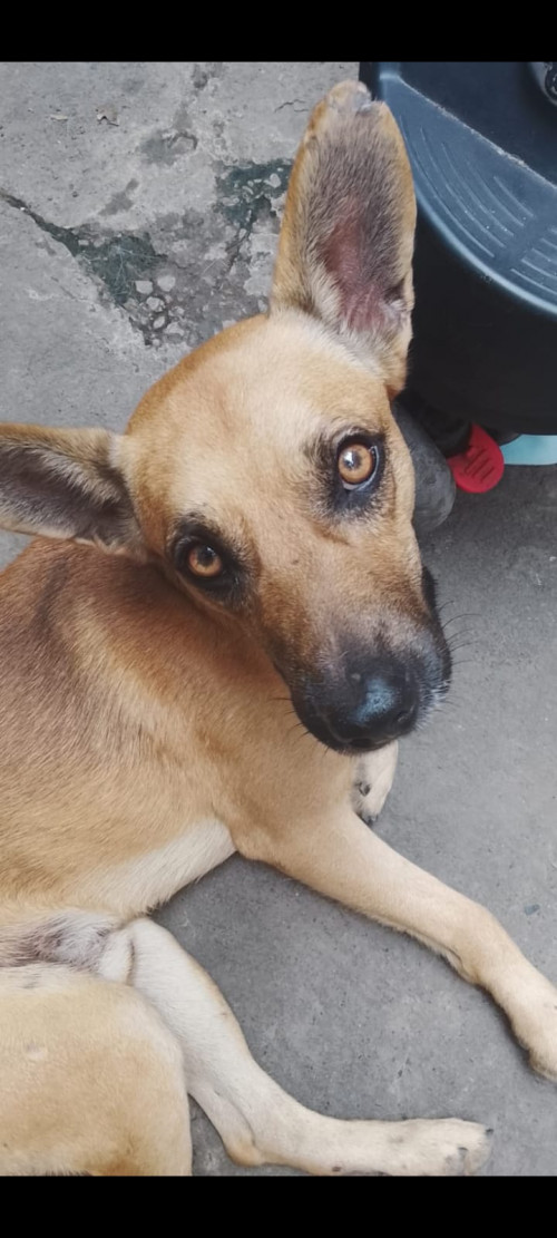 Hachiko