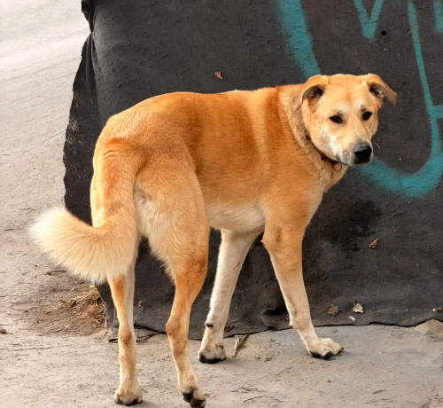 Chimbita