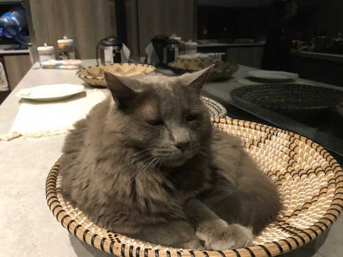 Simón