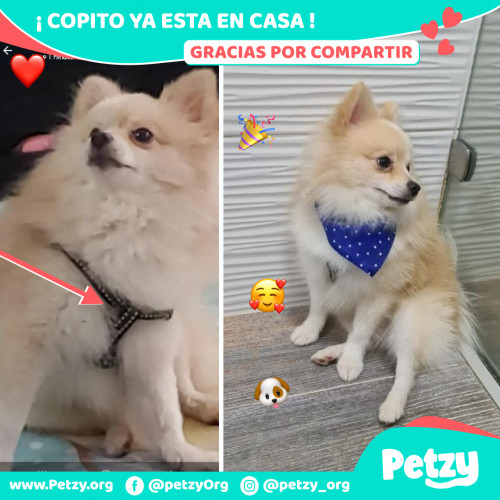 Foto de mascota Copito