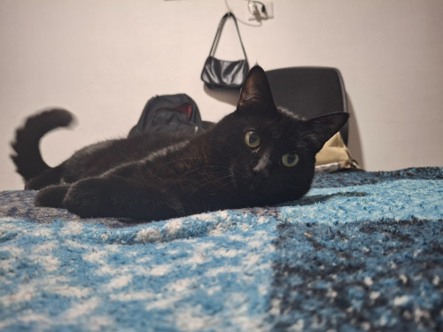 Luci