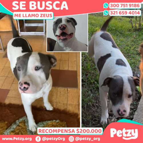 Banner de Zeus