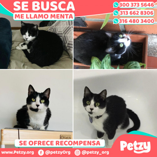 Foto de mascota Menta