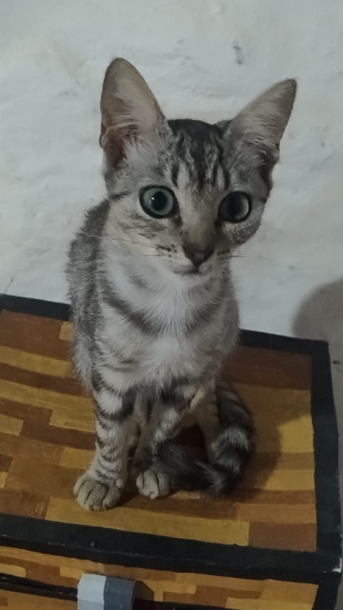 Niña