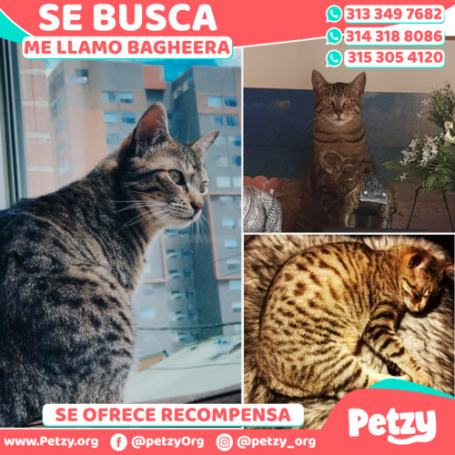 Foto de mascota Bagheera