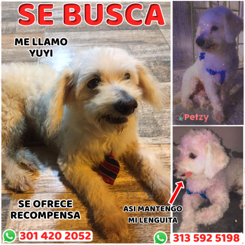 Foto de mascota Yuyi