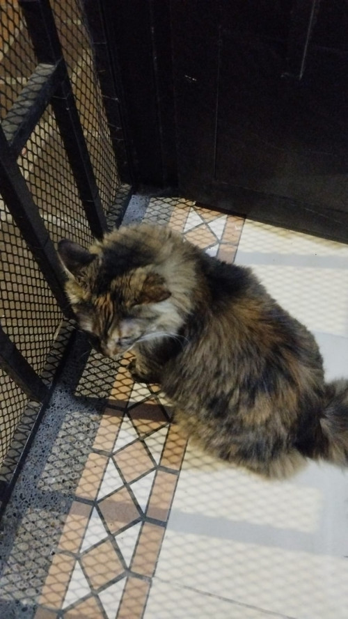 Michi