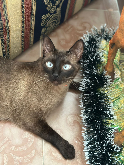 Simba