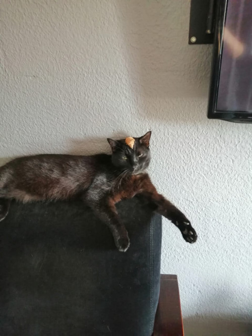 Negrito