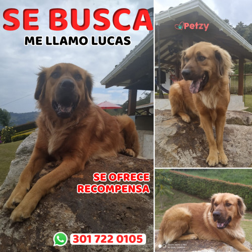Foto de mascota Lucas