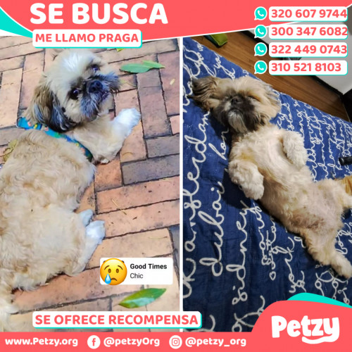 Foto de mascota Praga