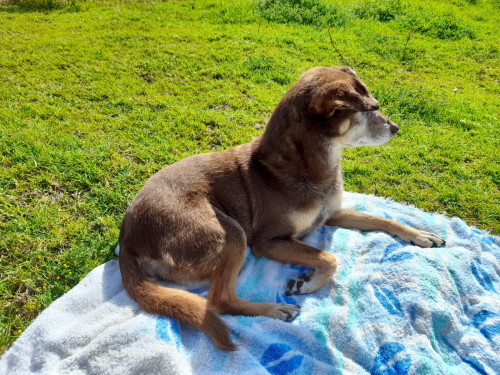 Niña