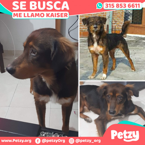 Foto de mascota Kaiser