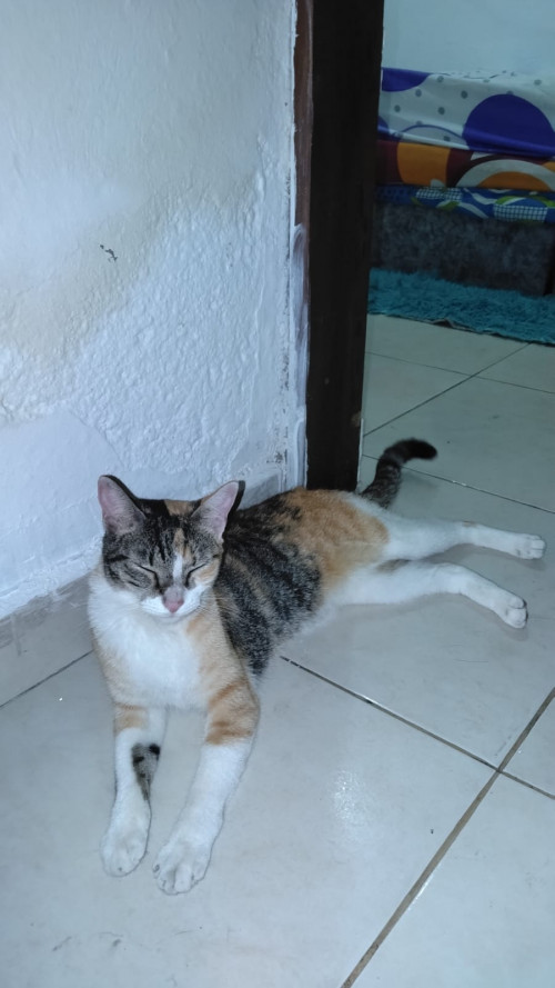 Sammy