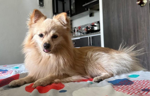 Toby