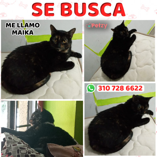 Foto de mascota Maika