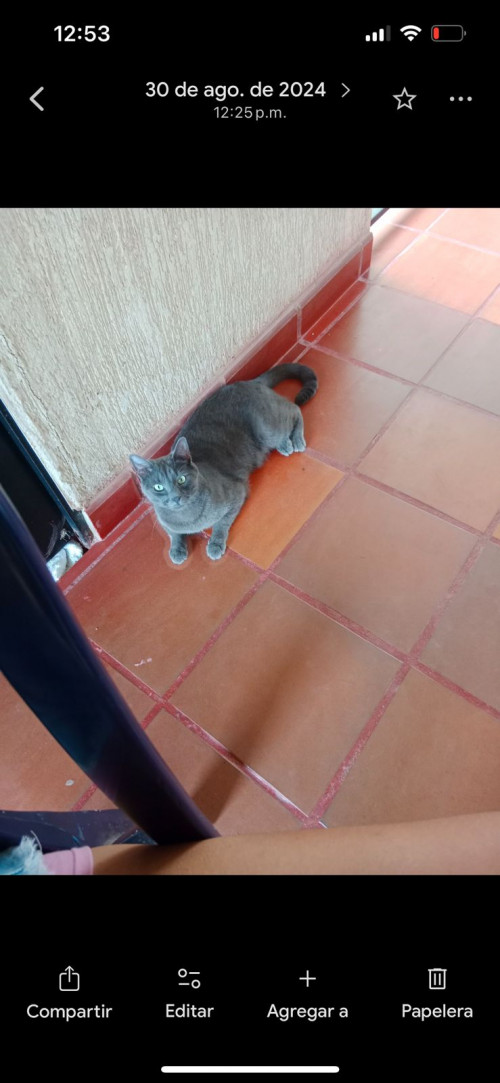 Copito