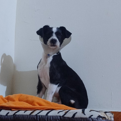 Oliver