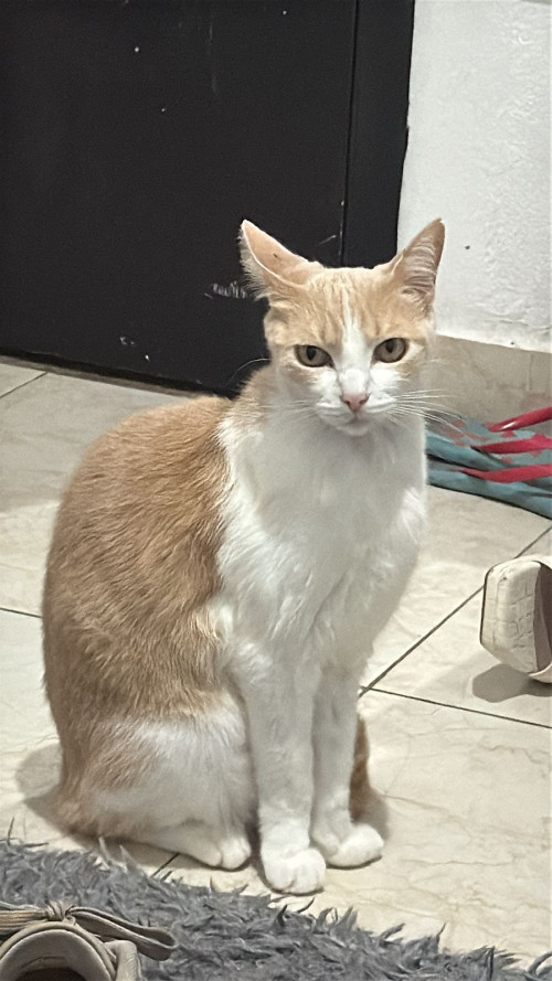 Misifus