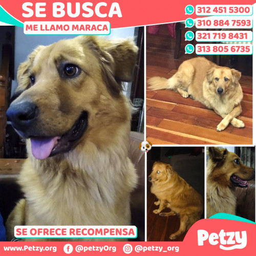 Foto de mascota Maraca