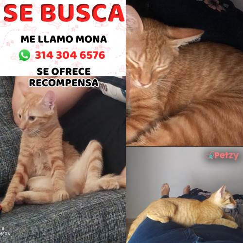 Foto de mascota Mona