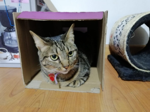 Kira