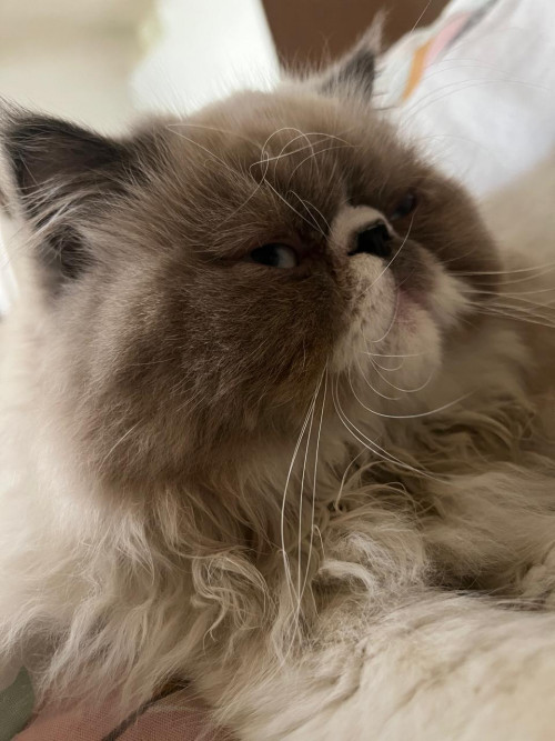 Felipe