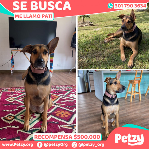 Foto de mascota Pati