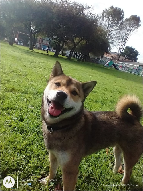 Hatchi 