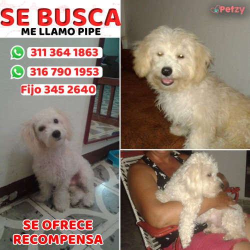 Foto de mascota Pipe