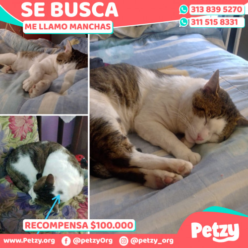 Foto de mascota Manchas