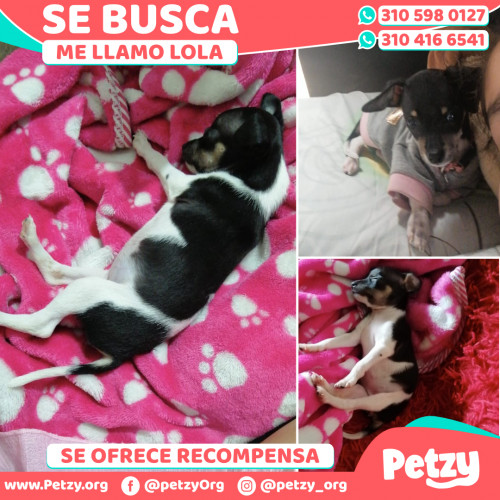 Foto de mascota Lola