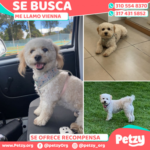 Foto de mascota Vienna