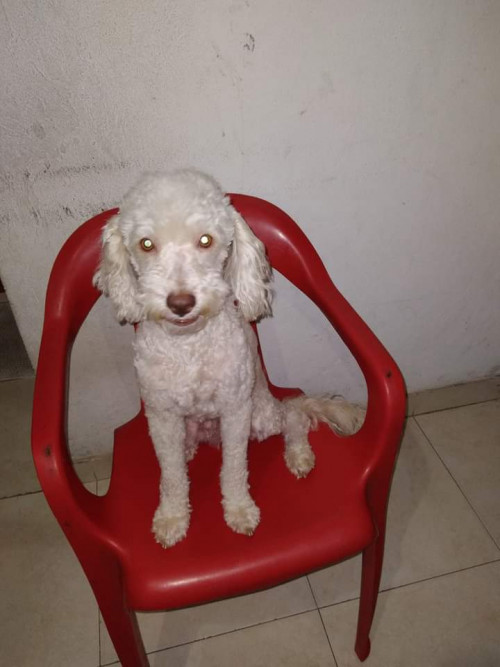 Lucas