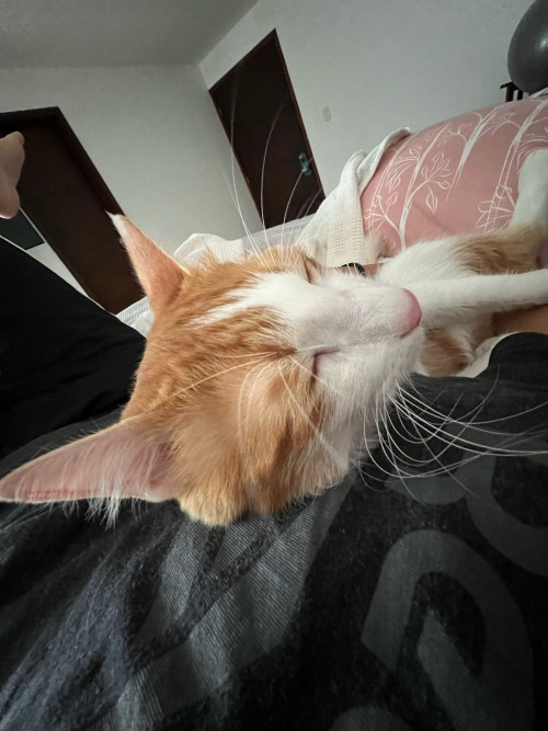 Simba