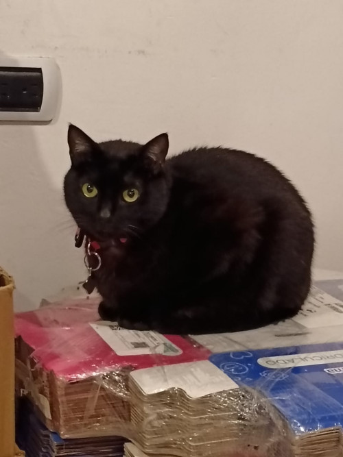 Ted