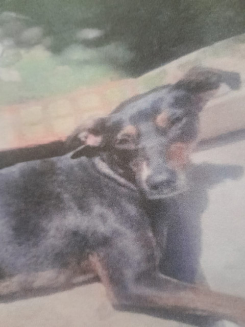 Reina O Chiquilina
