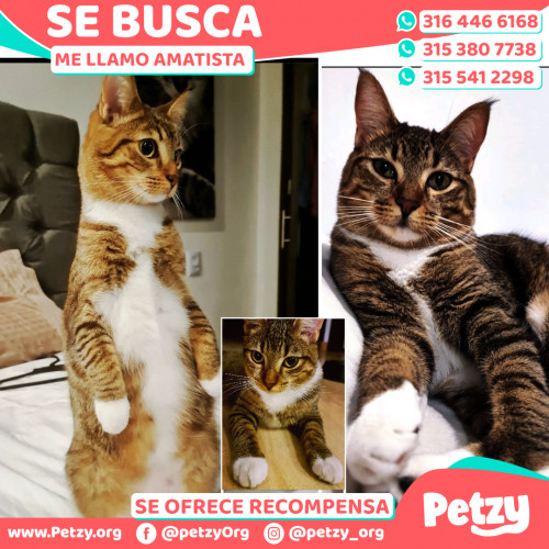 Foto de mascota Amatista 